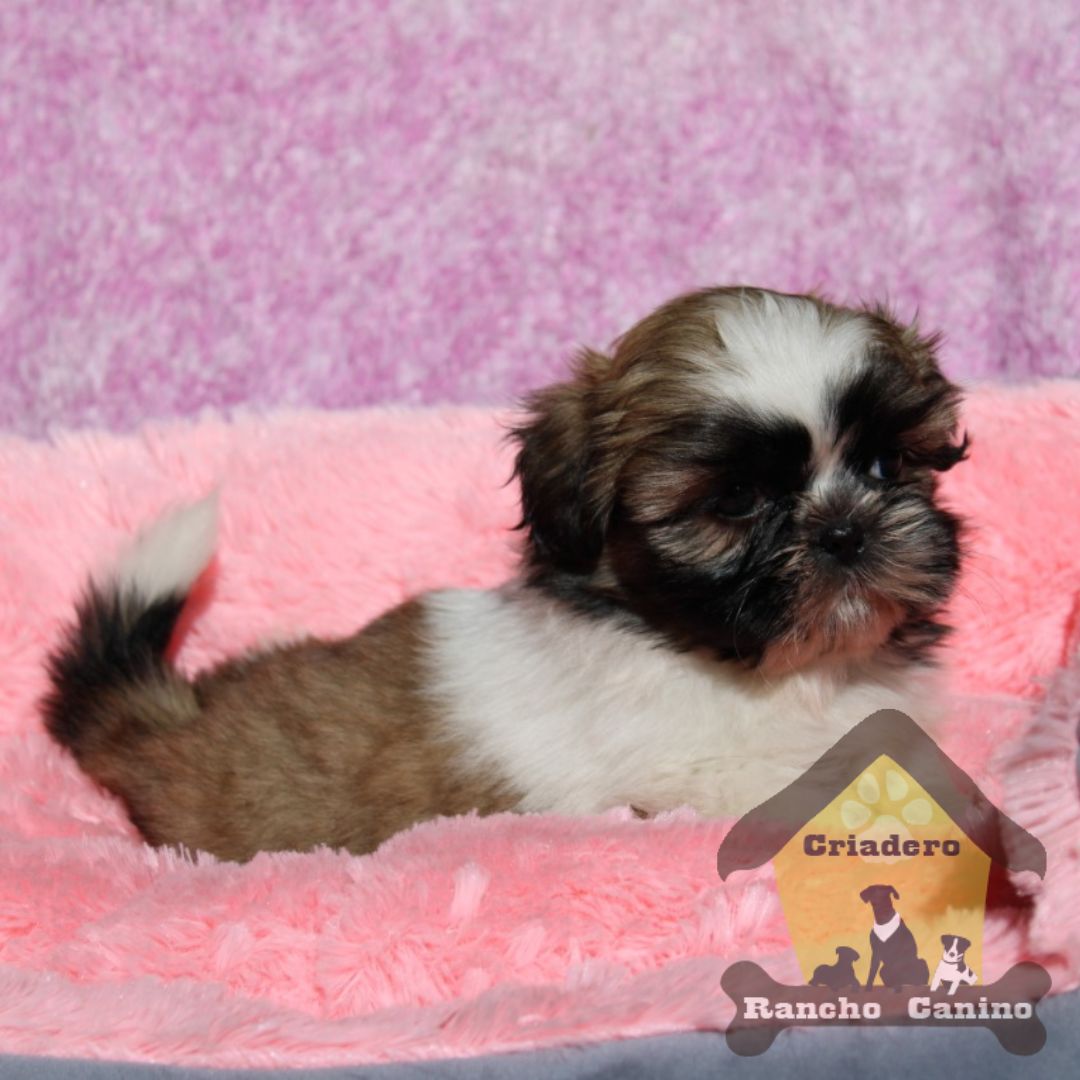 Cachorros en venta Bogotá